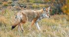 Toddler attacked by coyote in Vancouver suburb