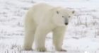 Inuit, scientists split on polar bear numbers