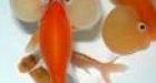 Woman fried, ate pet goldfish in fight with ex: