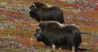 Baker Lake officer reprimanded for muskox kill