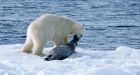 Canada, Greenland to set up polar bear commission