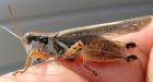 Grasshopper outlook strikes fear on Western range