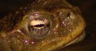 Toads get hopping ahead of quakes