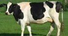 Farm worker accused of beating cows