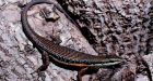 Australian lizards on verge of evolutionary leap