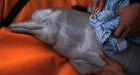 Bolivia finishes rescue of 12 pink river dolphins