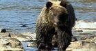 Grizzly bear sightings in Canmore abate