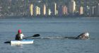 Grey whale spotted at Vancouver beach