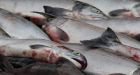 Unexpected sockeye surge delights B.C. salmon lovers