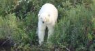 Lost? Polar bear spotted in forest in Manitoba