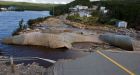 Western N.L. could see up to 130 millimetres of rain