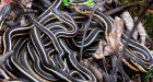 Snakes found breeding in western Nfld.