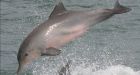 Dolphin species attempt 'common language'