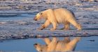 Polar bear swam for 9 days straight looking for ice