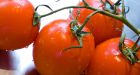 Ontario senior stews: 6 tomatoes cost him $300