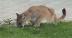 Man runs over menacing cougar with his car