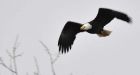 B.C.'s south coast hosts world's largest concentration of wintering eagles