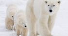 Coca-Cola offers millions to protect polar bears