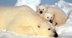 Circumpolar countries to work on polar bear plan