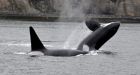 Experts examining killer whales' salmon diet