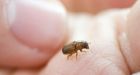 Pine Beetles defying anti-infestation efforts in Alberta