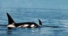 Disappearing sea ice enticing more killer whales to Arctic