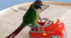 Performing parrot a hit in New Brunswick