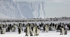 Emperor penguins counted from space