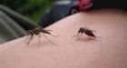 Fraser Valley mosquito population booming