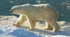 Northern Quebec woman survives polar bear attack