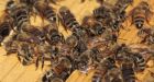 Ontario couple finds honey, 80,000 bees in ceiling