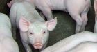 Global bacon shortage 'unavoidable'