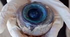 Giant eyeball found on Florida beach may be from squid