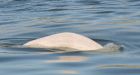 Lost beluga lingers near Montreal's Old Port