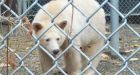 Rare Kermode 'spirit bear' moved to Kamloops wildlife park