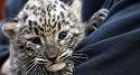 Rare Persian leopards Born in Russian National Park after More than 50 Years: