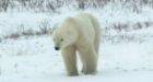 Hiker mauled by polar bear during trip through Labrador park