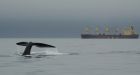 Right whale breeding ground discovered off N.S.