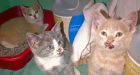 Kittens thrown from truck on Sask. highway OK