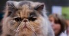 Iran plans to launch Persian cat into space