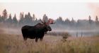 Declining moose populations in some areas of Ontario puzzles biologists | Toronto Star