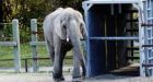 Supporters elated' as Toronto Zoo elephants reach California sanctuary