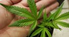 Clear majority favors legal marijuana, new Gallup poll shows