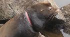 In Canadian first, wild sea lions freed from marine debris