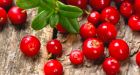 Lingonberries could prevent obesity and diabetes: study