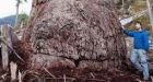 Vancouver Island tree officially second-largest in Canada