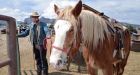 Growing size of tourists means bigger horses for U.S. wranglers