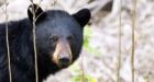 U.S. hunters may be invited to help control Ontario's bear population 