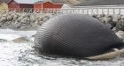 Rotting whale's stench, bloating worry Trout River