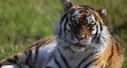 Greater Vancouver Zoo Siberian tiger Hani found dead